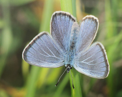 Ensianblfugl, Phengaris alcon. Rejsby Hedemose, Tnder, Snderjylland d 16 juli 2020. Fotograf; Lars Andersen