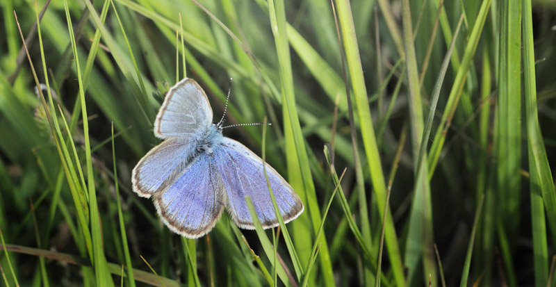 Ensianblfugl, Phengaris alcon. Rejsby Hedemose, Tnder, Snderjylland d 16 juli 2020. Fotograf; Lars Andersen