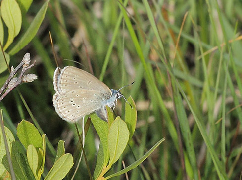 Ensianblfugl, Phengaris alcon. Rejsby Hedemose, Tnder, Snderjylland d 16 juli 2020. Fotograf; Lars Andersen