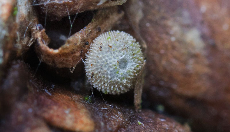 Blhale, Quercusia quercus g. Storemose, Dagelkke, Nordsjlland d. 7 januar 2020. Fotograf; Svend Rastrup Andersen