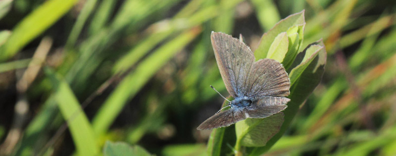 Ensianblfugl, Phengaris alcon. Rejsby Hedemose, Tnder, Snderjylland d 16 juli 2020. Fotograf; Lars Andersen