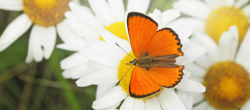Dukatsommerfugl, Lycaena virgaureae han. Hønning hede, Sønderjylland, d 16 juli 2020. Fotograf; Lars Andersen