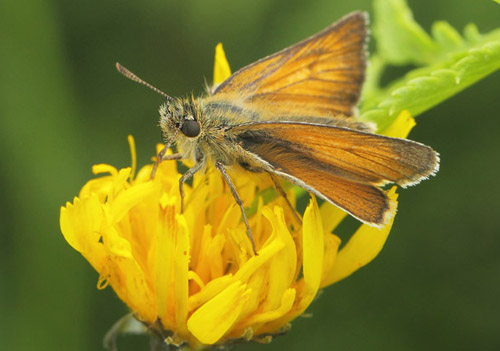 Skrstregbredpande, Thymelicus sylvestris hun. Valsbk Skov, Fighter Wing, Skrydstrup, Snderjylland, Danmark d. 17 juli 2020. Fotograf; Lars Andersen