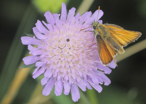 Skråstregbredpande, Thymelicus sylvestris han. Valsbæk Skov, Fighter Wing, Skrydstrup, Sønderjylland, Danmark d. 17 juli 2020. Fotograf; Lars Andersen