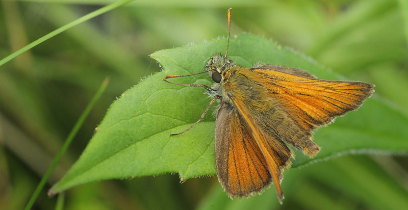 Skråstregbredpande, Thymelicus sylvestris han. Valsbæk Skov, Fighter Wing, Skrydstrup, Sønderjylland, Danmark d. 17 juli 2020. Fotograf; Lars Andersen