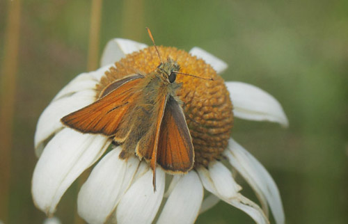 Skråstregbredpande, Thymelicus sylvestris han. Valsbæk Skov, Fighter Wing, Skrydstrup, Sønderjylland, Danmark d. 17 juli 2020. Fotograf; Lars Andersen