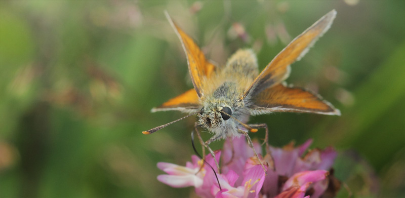 Skrstregbredpande, Thymelicus sylvestris hun. Valsbk Skov, Fighter Wing, Skrydstrup, Snderjylland, Danmark d. 17 juli 2020. Fotograf; Lars Andersen