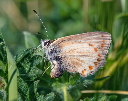 Sortbrun Blfugl, Aricia artaxerxes ssp. vandalica. Tornby Strand, Vendsyssel d. 17 juni 2020. Fotograf; Svend Rastrup Andersen