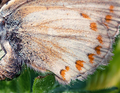 Sortbrun Blfugl, Aricia artaxerxes ssp. vandalica. Tornby Strand, Vendsyssel d. 17 juni 2020. Fotograf; Svend Rastrup Andersen