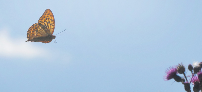 Kejserkbe, Argynnis paphia han. Kagerup St. Gribskov, Nordsjlland, Danmark d. 23 juli 2020. Fotograf; Lars Andersen