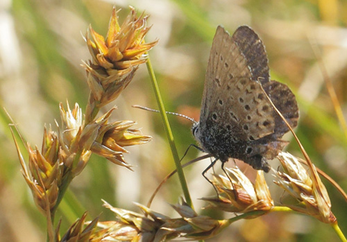 Foranderlig Blåfugl, Plebejus idas slidt hun. Udsholt Strand, Nordsjælland d. 23 juli 2020. Fotograf; Lars Andersen