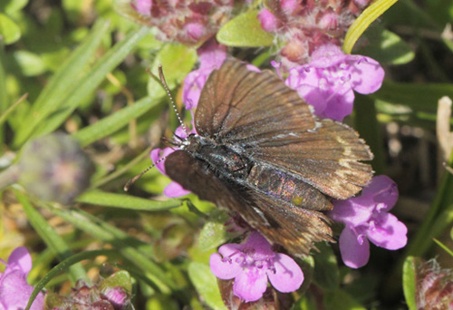 Foranderlig Blåfugl, Plebejus idas slidt hun. Heatherhill, Nordsjælland d. 23 juli 2020. Fotograf; Lars Andersen