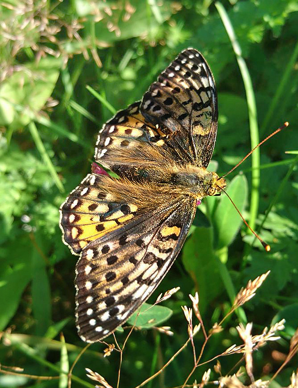 Markperlemorsommerfugl, Speyeria aglaja hun mrk form. Nordmarken, Ls, Danmark d. 23 juli 2020. Fotograf; Rikke Ravn Weiergang