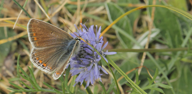 Almindelig Blåfugl, Polyommatus icarus hun lys hungerform. Heatherhill, Nordsjælland d. 28 juli 2020. Fotograf; Lars Andersen