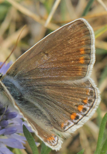 Almindelig Blåfugl, Polyommatus icarus hun lys hungerform. Heatherhill, Nordsjælland d. 28 juli 2020. Fotograf; Lars Andersen