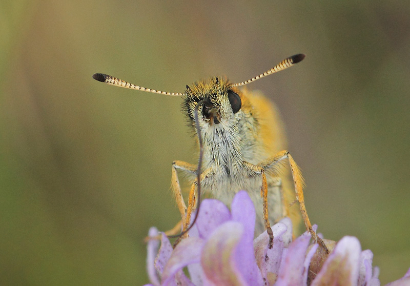 Stregbredpande, Thymelicus lineola han. Tibirke Bakker, Nordsjlland, Danmark d. 29 juli 2020. Fotograf; Lars Andersen