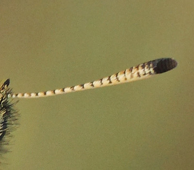 Stregbredpande, Thymelicus lineola han. Tibirke Bakker, Nordsjlland, Danmark d. 29 juli 2020. Fotograf; Lars Andersen