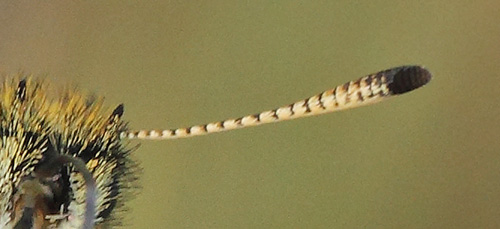 Stregbredpande, Thymelicus lineola han. Tibirke Bakker, Nordsjlland, Danmark d. 29 juli 2020. Fotograf; Lars Andersen