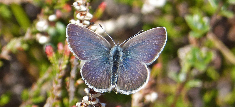 Dvrgblfugl, Cupido minimus han bl form. Melby Overdrev, Nordsjlland d. 7 Maj 2020. Fotograf: Anders Hammergart