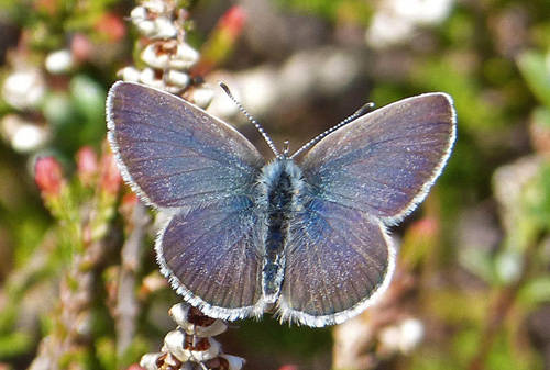 Dvrgblfugl, Cupido minimus han bl form. Melby Overdrev, Nordsjlland d. 7 Maj 2020. Fotograf: Anders Hammergart