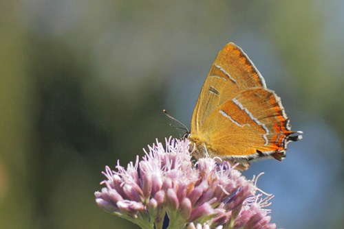 Guldhale, Thecla betulae han. Arrenakke Bakke, Nordsjlland d. 9 august 2020. Fotograf; Lars Andersen