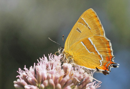 Guldhale, Thecla betulae han. Arrenakke Bakke, Nordsjlland d. 9 august 2020. Fotograf; Lars Andersen