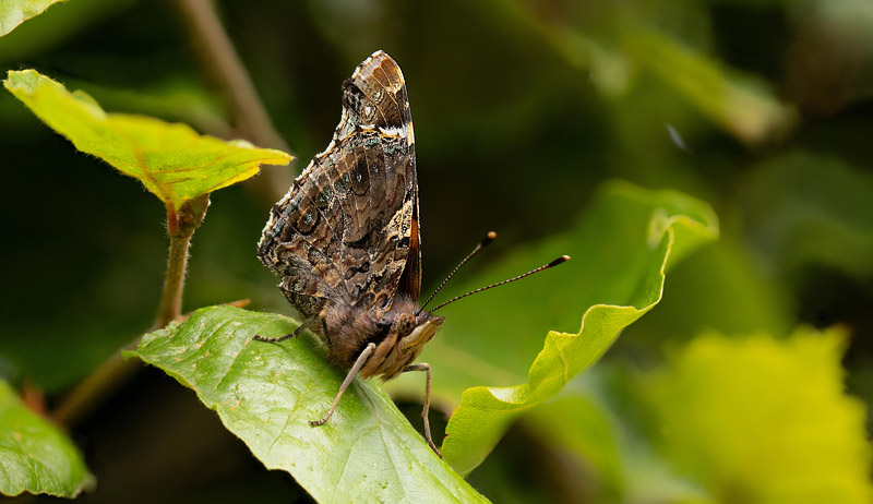 Admiral,Vanessa atalanta. Humlebk, Nordsjlland d. 26 august 2020. Fotograf; Svend Rastrup Andersen