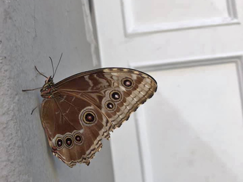 Common Blue Morpho, Morpho helenor ssp. peleides. Copenhagen, Northzealand d. 9 august 2020. Fotographer; Thomas Toby Ekman