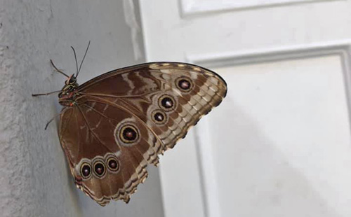 Common Blue Morpho, Morpho helenor ssp. peleides. Copenhagen, Northzealand d. 9 august 2020. Fotographer; Thomas Toby Ekman