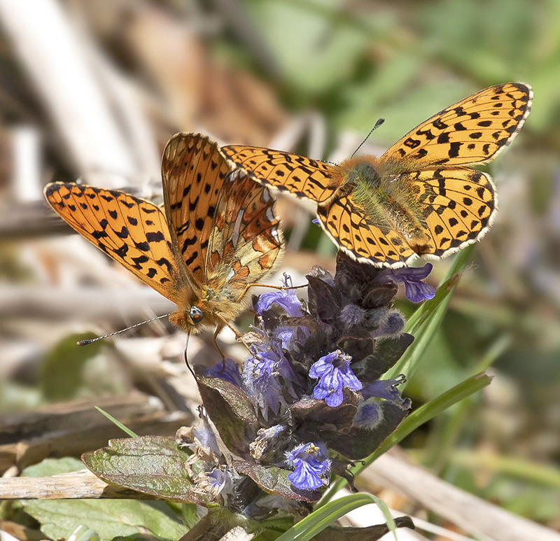 Rdlig Perlemorsommerfugl, Boloria euphrsyne hanner p Krybende Lbels, Ajuga reptans. Store Bgeskov v. Gyrstinge S, Sjlland d. 7 maj 2020. Fotograf; Knud Ellegaard