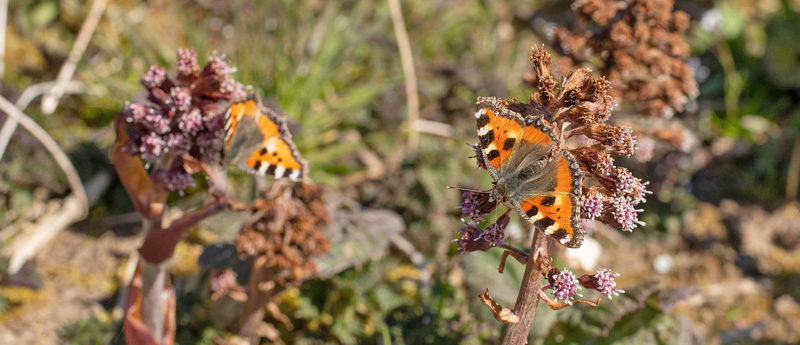 Nldens Takvinge, Aglais urticae. Kejserdalen, Humlebk, Nordsjlland, Danmark d. 31 marts 2020. Fotograf; Svend Rastrup Andersen