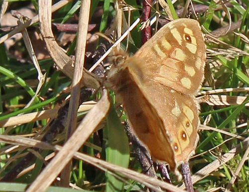 Skovrandøje, Pararge aegeria ab. kerteszi han Pinseskoven, Amager d. 19 april 2020. Fotograf; Tania Jensen
