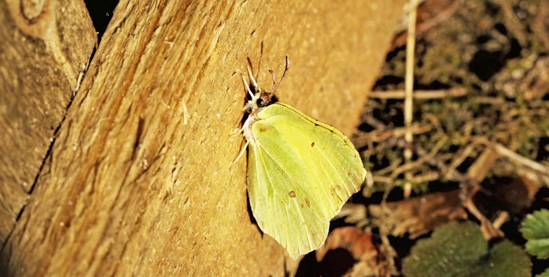 Citronsommerfugl, Gonepteryx rhamni han. Arrenakke, Nordsjlland d. 11 marts 2020. Fotograf; Henrik S. Larsen