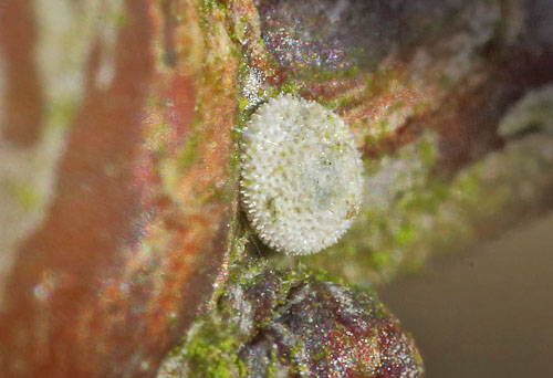 Guldhale, Thecla betulae g. Arrenakke Bakke, Nordsjlland d. 14 februar 2020. Fotograf; Lars Andersen