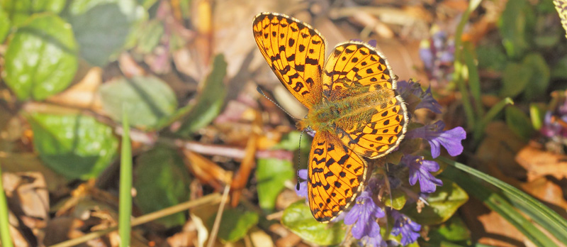 Rdlig Perlemorsommerfugl, Boloria euphrsyne han p Krybende Lbels, Ajuga reptans. Store Bgeskov v. Gyrstinge S, Sjlland, Danmark d. 6 maj 2020. Fotograf; Lars Andersen