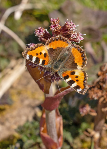 Nldens Takvinge, Aglais urticae. Kejserdalen, Humlebk, Nordsjlland, Danmark d. 31 marts 2020. Fotograf; Svend Rastrup Andersen