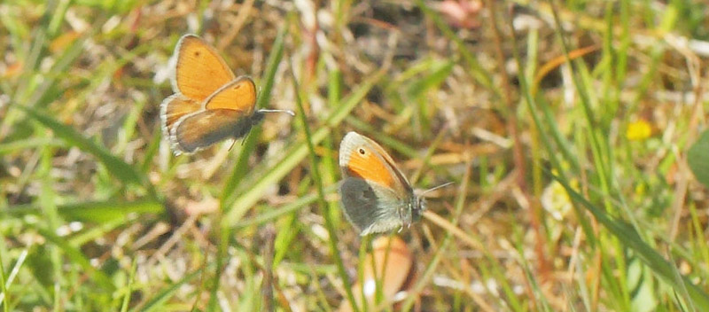 Okkergul Randje, Coenonympha pamphilus hanner. Amager Flled, Amager d. 28 maj 2020. Fotograf; Lars Andersen