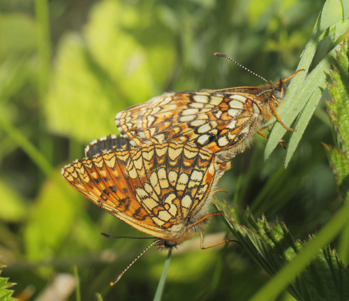 Mørk Pletvinge, Melitaea diamina han oog parring. Nordsjælland, Danmark d. 3 juni 2020. Fotograf; Lars Andersen