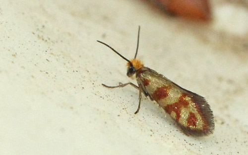 Løvskovsurmøl, Micropterix tunbergella. Store bøgeskov v. Gyrstinge Sø, Sjælland d. 28 april 2020. Fotograf; Nicolai Poulsen