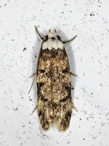 Klisterml, Endrosis sarcitrella. Gedser, Falster d. 31 august 2020. Fotograf; Claus Grahndin