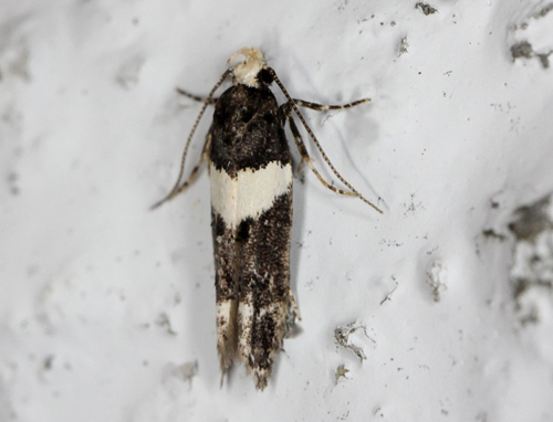 Recurvaria leucatella. Gedser, Falster d. 26 juli 2020. Fotograf; Claus Grahndin