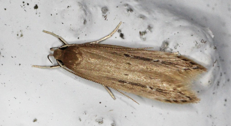 Dunhammermøl, Limnaecia phragmitella. Gedser, Falster d. 17 juli 2020. Fotograf; Claus Grahndin