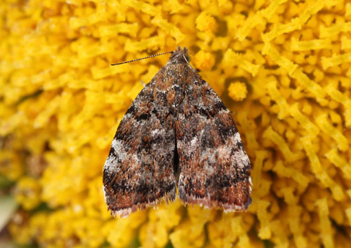 Choreutis pariana. Gedser, Falster d. 2 august 2020. Fotograf; Claus Grahndin