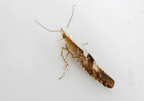Kirsebærmøl , Argyresthia pruniella. Gedser, Falster, Danmark d. 27 juli 2020. Fotograf; Claus Grahndin