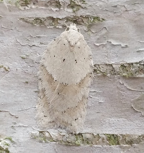 Birkevintervikler, Acleris logiana. Pinseskoven, Amager d. 19 december 2020. Fotograf; Oskar Zytnik