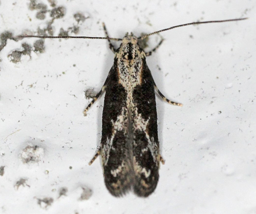 Blastodacna hellerella /atra. Gedser, Falster d. 26 juni 2020. Fotograf; Claus Grahndin