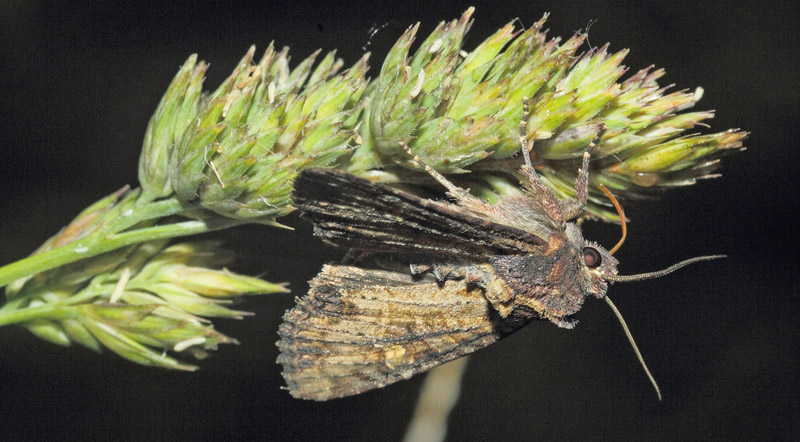 Hvidaksugle, Mesapamea secalis suger på Hundegræs, Dactylis glomerata. Maglemose, Vedbæk, Nordsjælland d. 19 juli 2020. Fotograf; Lars Andersen