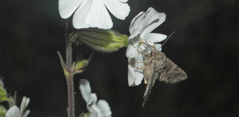 Brun Nellikeugle, Hadena bicruris på Aftenpragtstjerne, Silene latifolia. Maglemose, Vedbæk, Nordsjælland d. 19 juli 2020. Fotograf; Lars Andersen