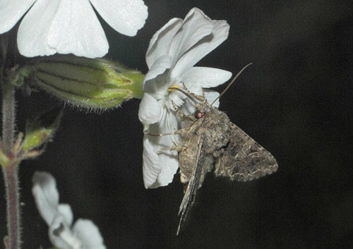 Brun Nellikeugle, Hadena bicruris p Aftenpragtstjerne, Silene latifolia. Maglemose, Vedbk, Nordsjlland d. 19 juli 2020. Fotograf; Lars Andersen