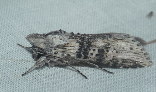 Bynke-Htteugle, Cucullia absinthii. Maglemose, Vedbk, Nordsjlland, Danmark d. 19 juli 2020. Fotograf; Lars Andersen